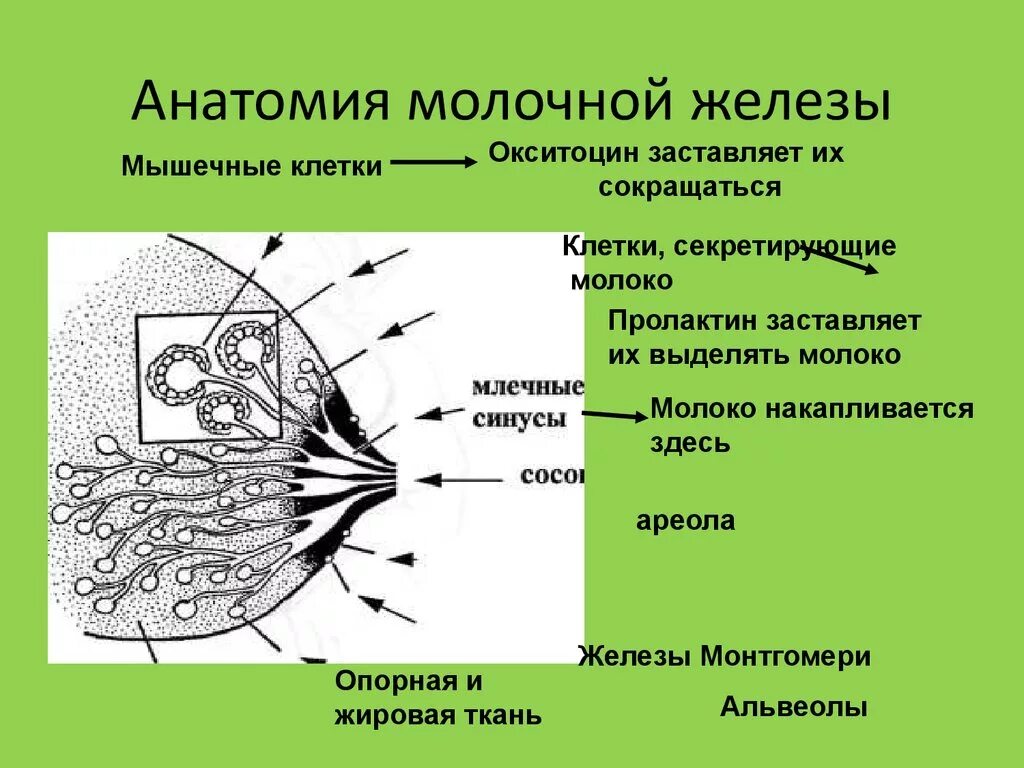 Млечные железы функции. Анатомия молочной железы. Анатомическое строение молочной железы. Схема строения молочных желез. Молочные железы схематично.