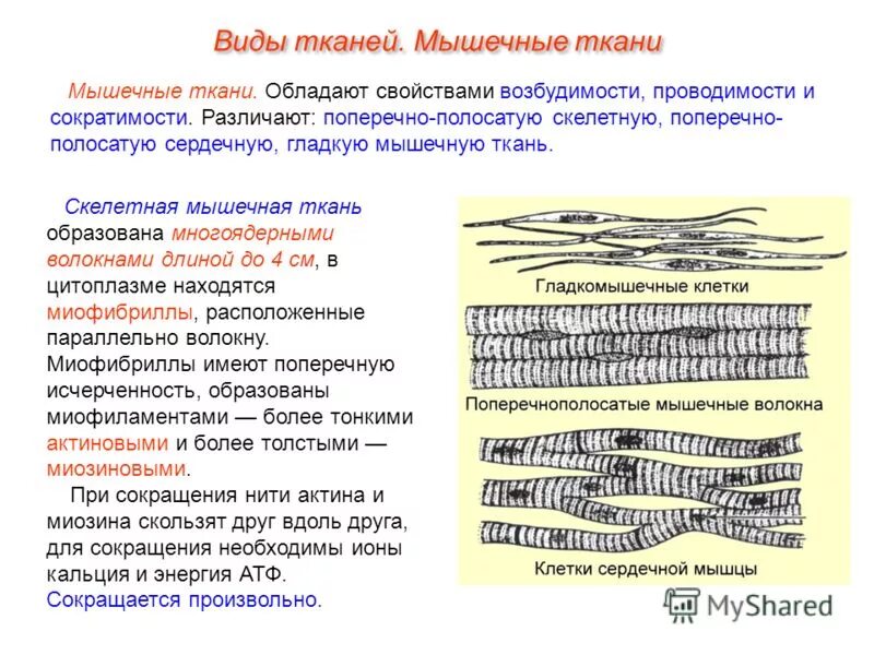 Исчерченность волокон мышечной ткани обусловлена:. Поперечно Скелетная мышечная ткань. Поперечная полосатая Скелетная мышечная ткань. Волокна скелетной мышечной ткани. Возбудимость и сократимость обладает клетки