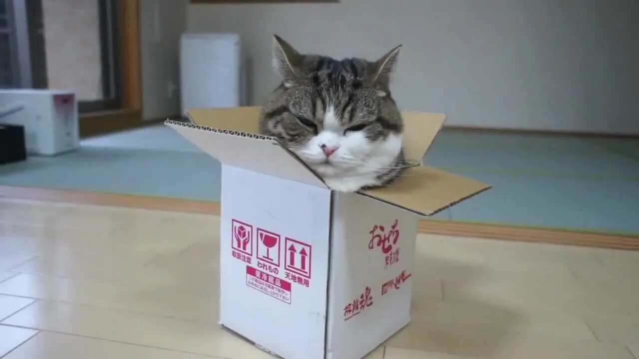 Котенок спрятался в коробке. Кот в маленькой коробочке. Вылазь из коробки. Кот в коробке выглядывает. Котики и коробки.