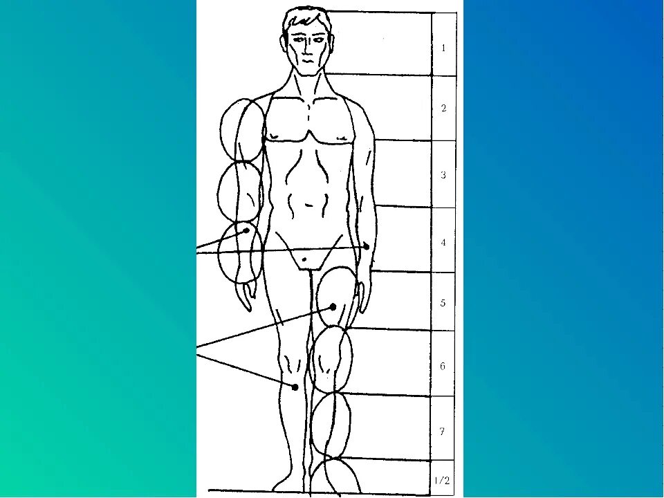 Пропорции тела человека. Фигура человека для рисования. Пропорции человеческого тела. Пропорции человека схема.