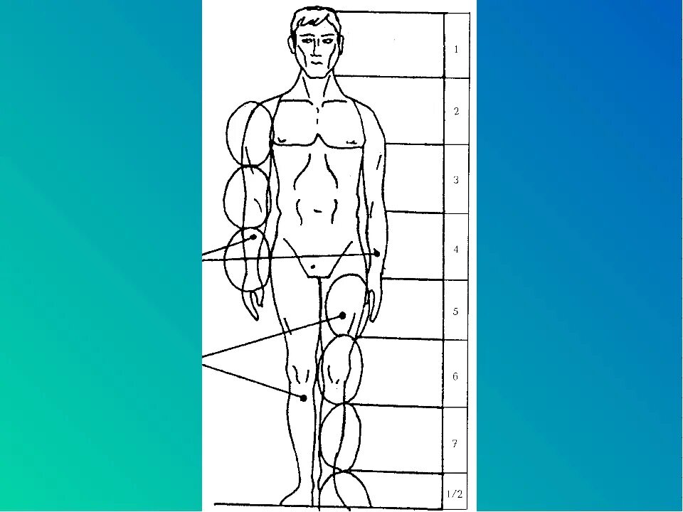 Изображение человека рисунок. Пропорции человеческого тела. Пропорции человеческого Тула. Анатомия человека пропорции. Тело человека по пропорциям.