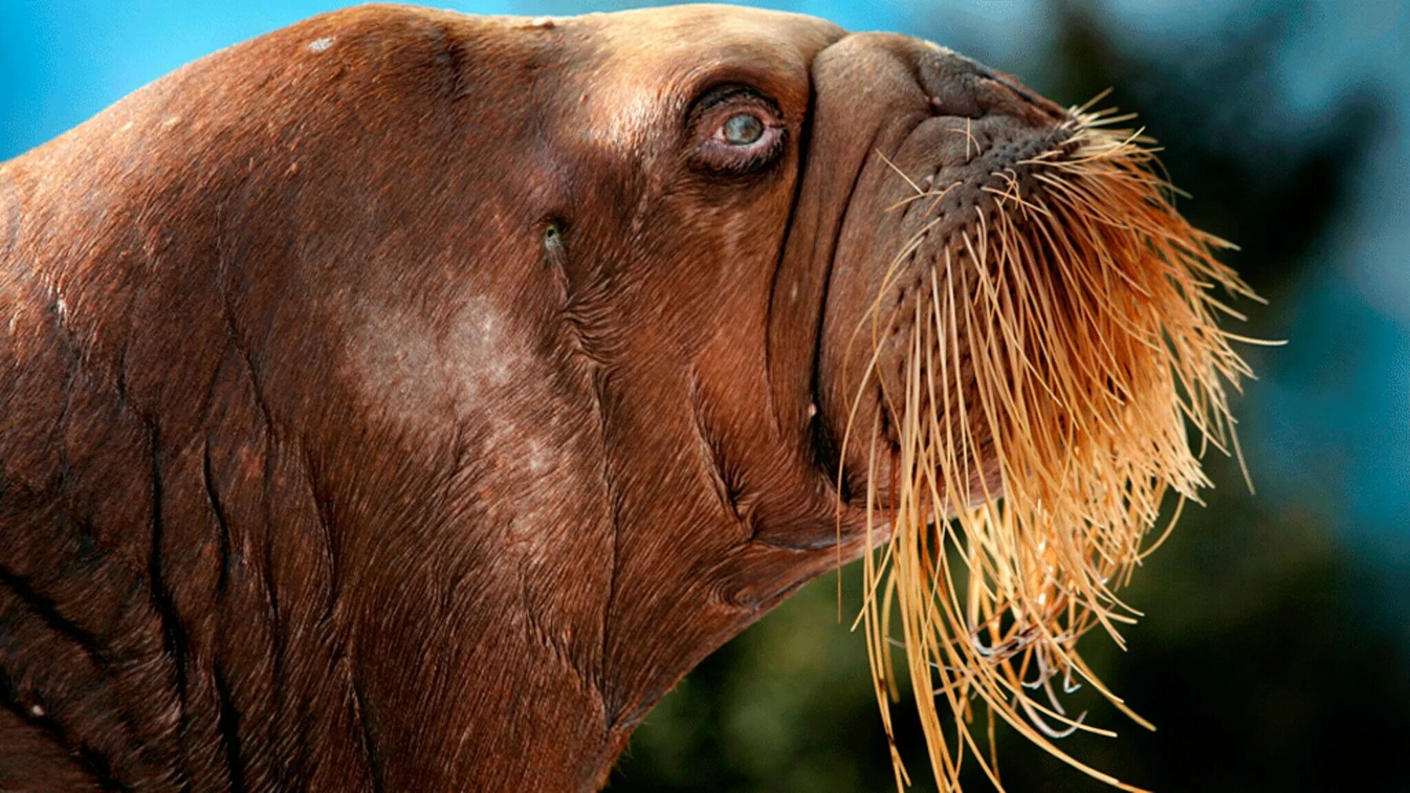 Морж песня. Walrus Neon. Big - eared Walrus. Walrus Teeth Climbing.