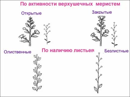 Наличие соцветия