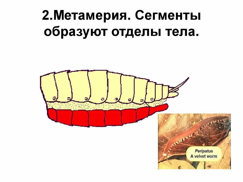 Метамерия. Эффект метамерии. Гомономная сегментация тела. Метамерная сегментация тела. Сегментированное тело у каких