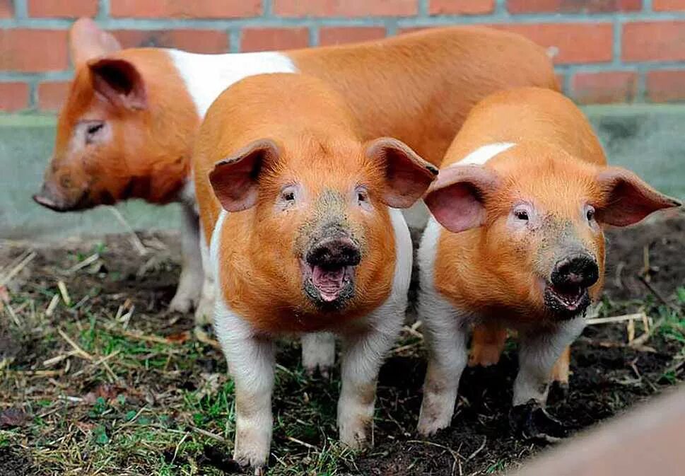 11 свиней. Свиньи породы красная белопоясая. Мясная порода свиней дюрок. Порода свиней датский дюрок. Белопоясная порода свиней.