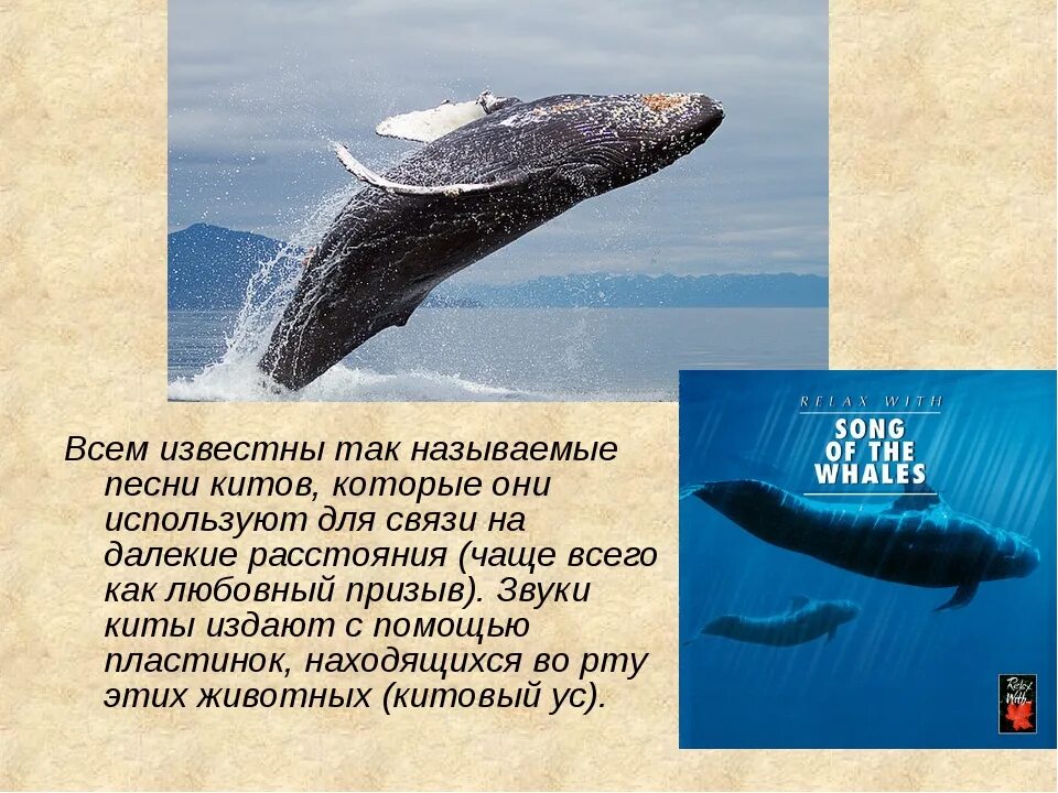 Стих про кита. Загадка про кита. Загадки про китов. Интересные факты о китах.