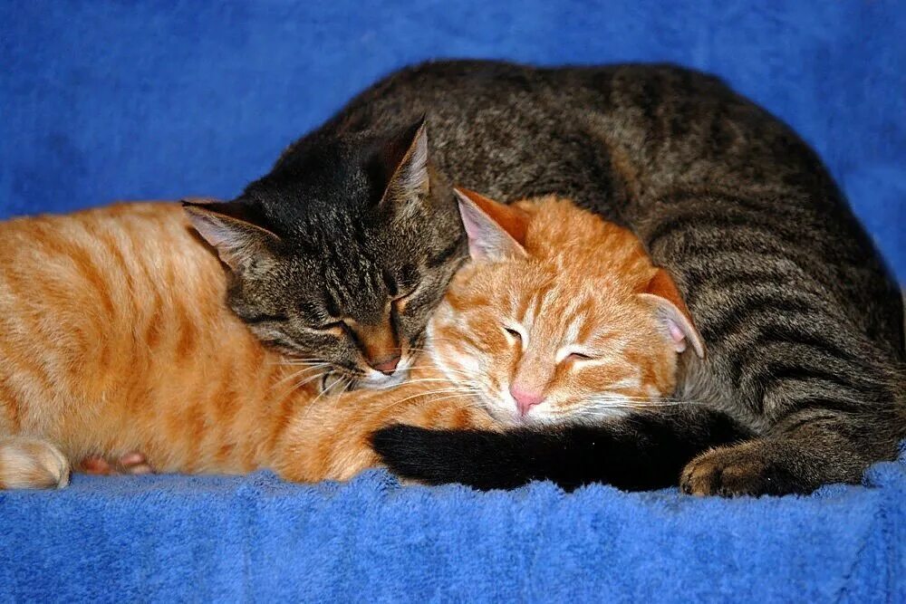 Котята. Серо рыжая кошка. Серый и рыжий котики. Котики серый и рыжий. Котики серый и рыжий.