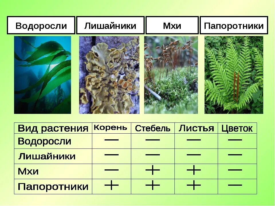 Таблица мхи лишайники папоротники. Биология 5 класс мхи, папоротники, хвощи, лишайники. Папоротники представители таблица. Высшие споровые растения мхи. Папоротники. Хвощ относится к водорослям