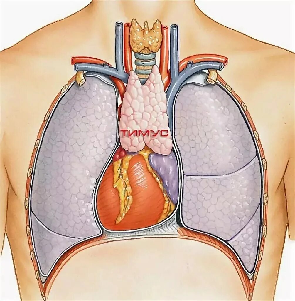 Заболевания грудной полости. Тимус вилочковая железа. Типусвилочковая железа. Зобная (вилочковая) железа. Вилочковая, или зобная железа (тимус).
