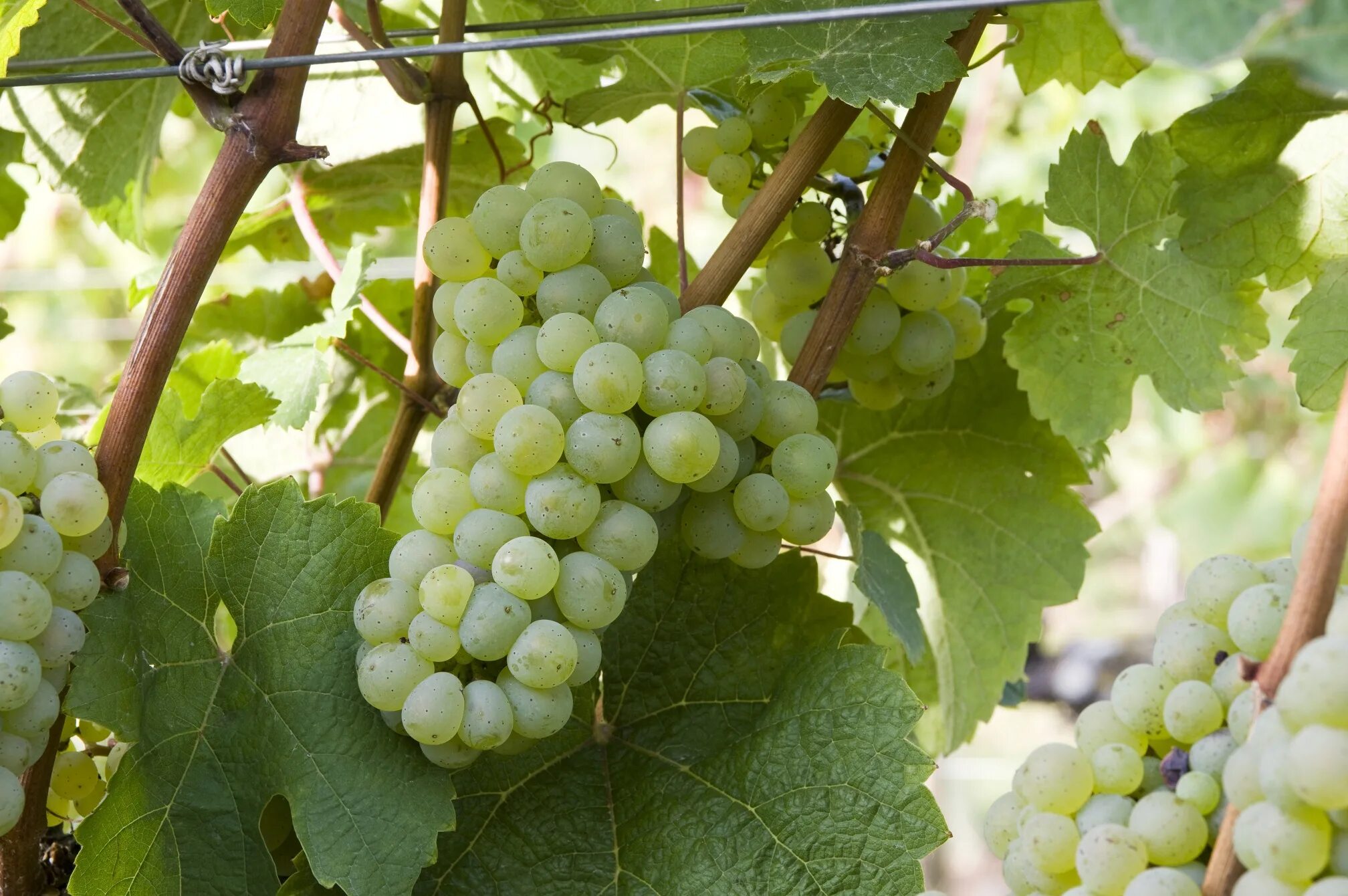 Сорт винограда виура испания. Виноград королева виноградников. Sunburn grapes. Виноград сорт голд. Виноград золотая королева.