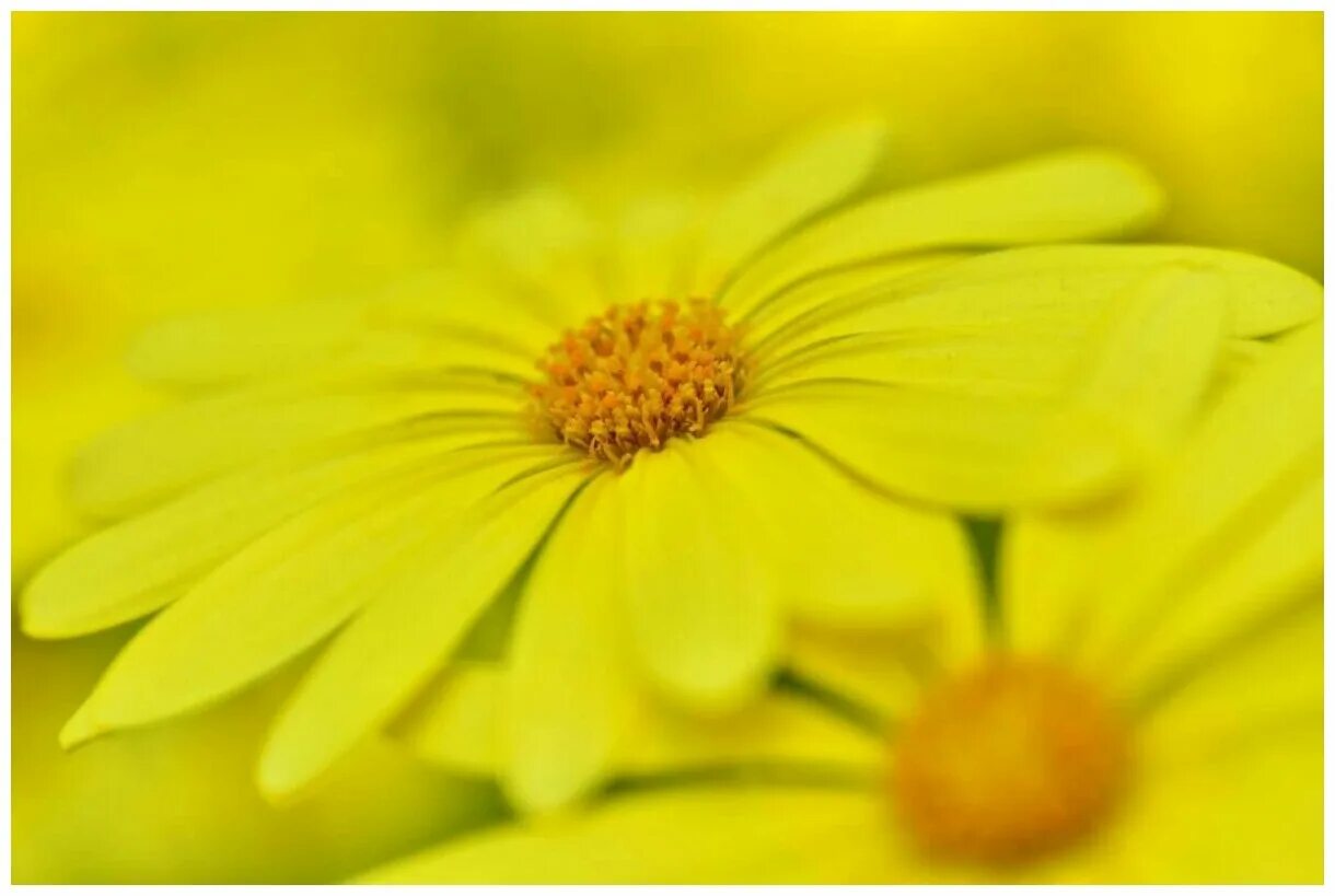 Бледно желтые цветы. Желтые обои. Бело желтые цветы с крупными лепестками. Бело желтые розы. Бело желтые картинки.