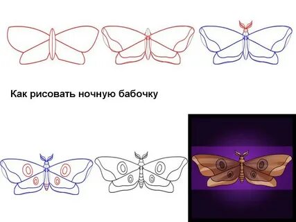 Нарисовать бабочку 2 класс окружающий мир