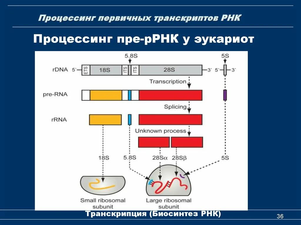 Схема процессинга РНК. Процессинг первичных транскриптов рибосомальной РНК. Синтез и процессинг РРНК. Этапы процессинг МРНК эукариот.