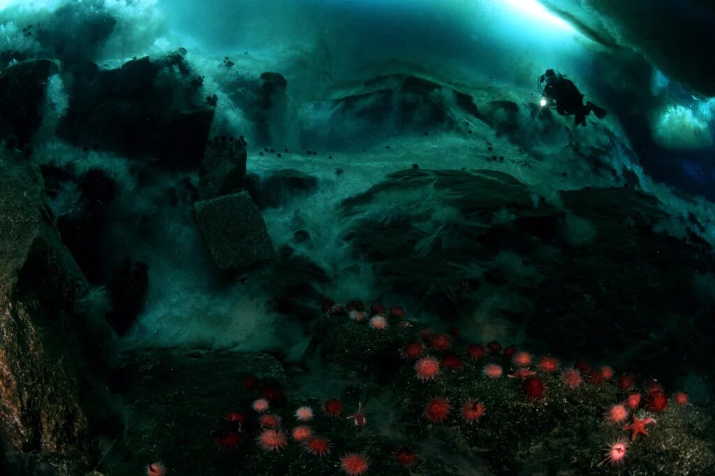 подводный мир антарктиды. подводные горы. подводная антарктика. море уэдделла. дно подо льдами арктики.