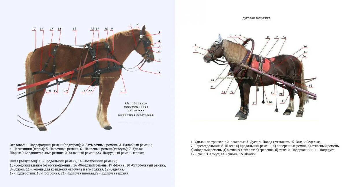 Одноконная дуговая запряжка лошади. Сбруя для лошадей схема. Конская упряжь для верховой езды схема. Сбруя для оглобельно-дуговой запряжки. Часть упряжи 5