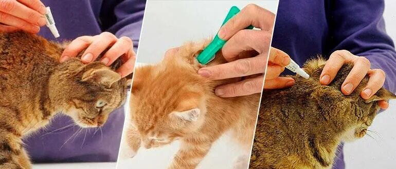 Как поставить подкожный укол кошке. Где находится холка у кошки. Капли на холку коту. Где находится холка у кошки. Нанесение капель на холку кошке.