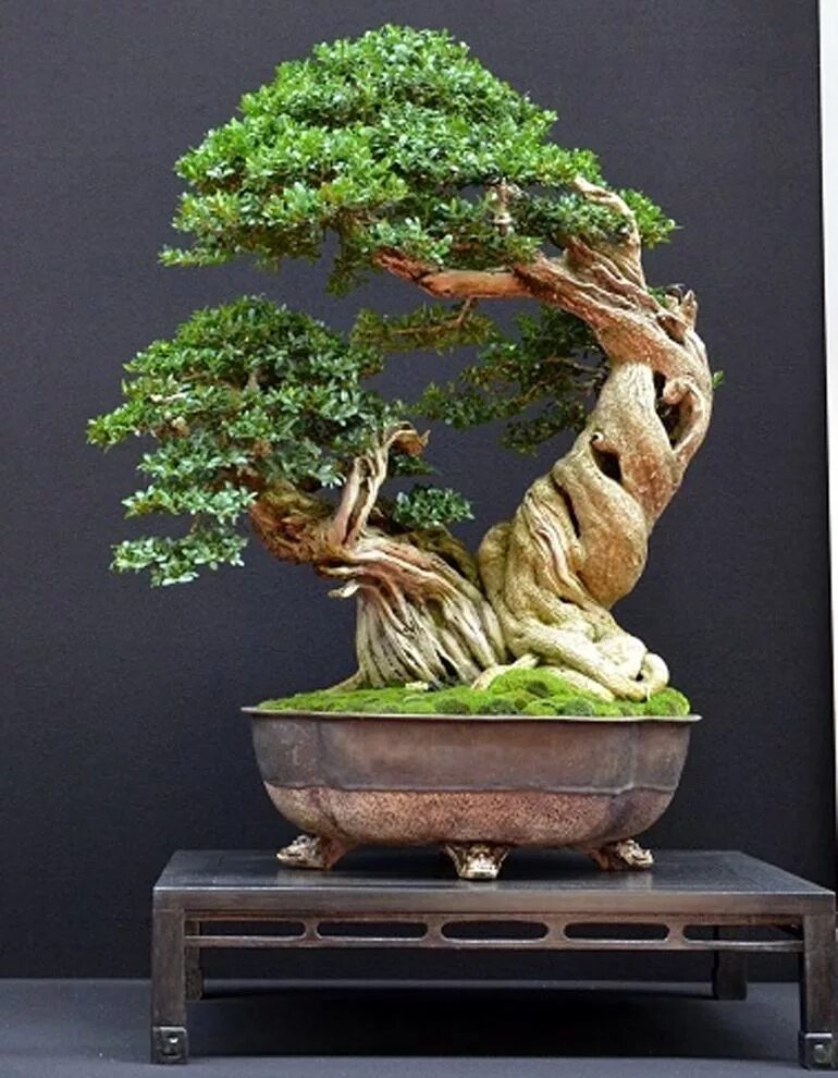 Tree ideas
