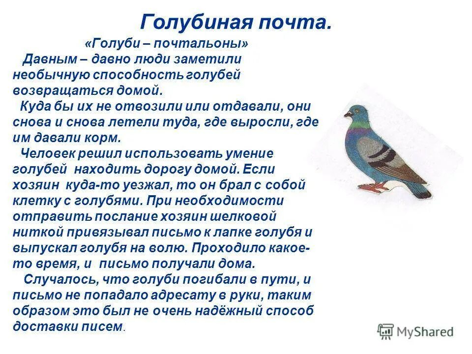 Сообщение о почтовых голубях. Рассказ почтовый голубь. Доклад почтовый голубь. Интересные факты о почтовом голубе.