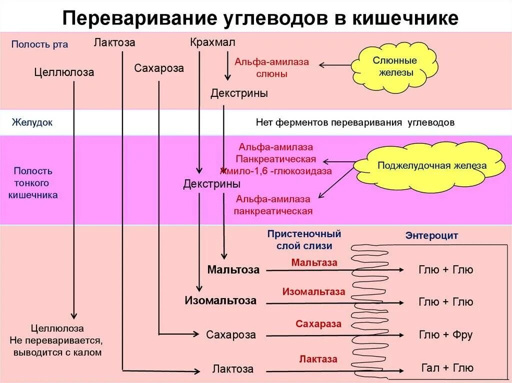 Продукты подготовительного этапа. Переваривание углеводов. Схема переваривания углеводов. Ферменты для перваривание углеводов. Переваривание и всасывание углеводов схема.