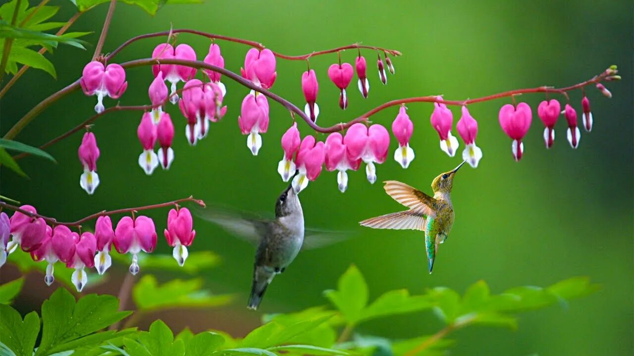 Музыка для сосудов и сердца расслабляющая лечебная. Музыка релакс успокаивающая. Музыка лечебная успокаивающая для сердца. Музыка лечебная успокаивающая для сердца. Лечебная музыка для нервной системы успокаивающая слушать бесплатно.