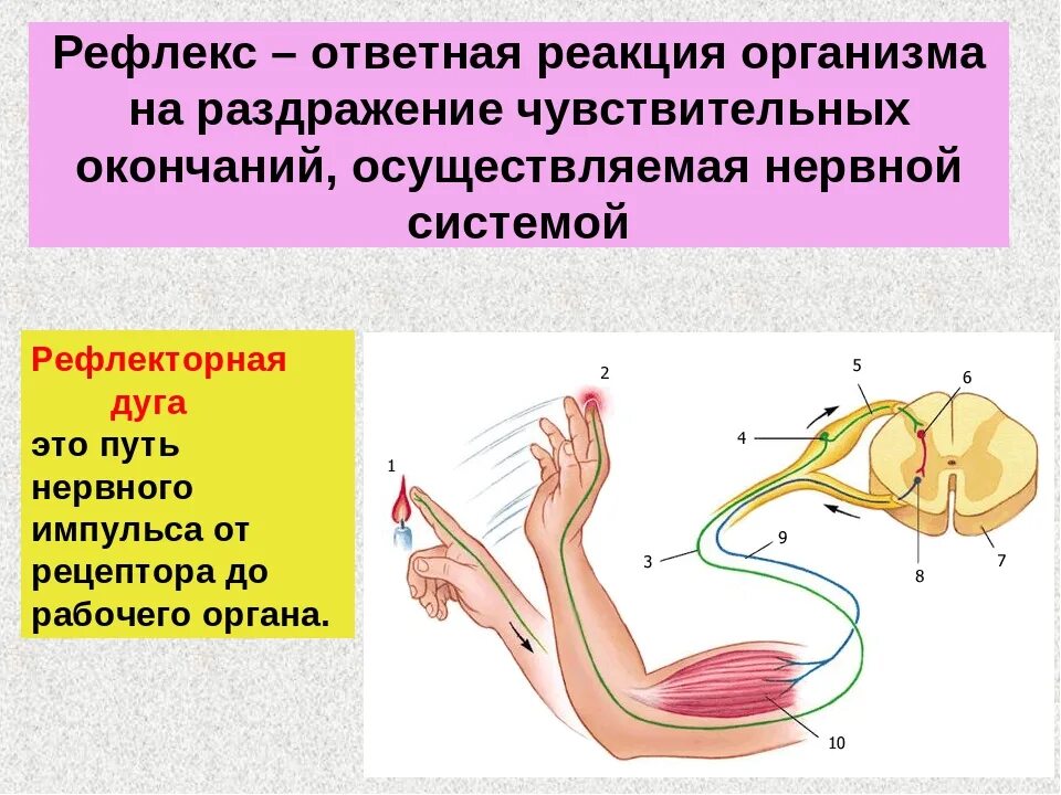 Рефлекторная дуга нервной системы. Ответная реакция организма на внешнее раздражение. Рефлекторная дуга, деятельности ЦНС. Рефлекторные дуги с раздражением. Рефлекторное течение