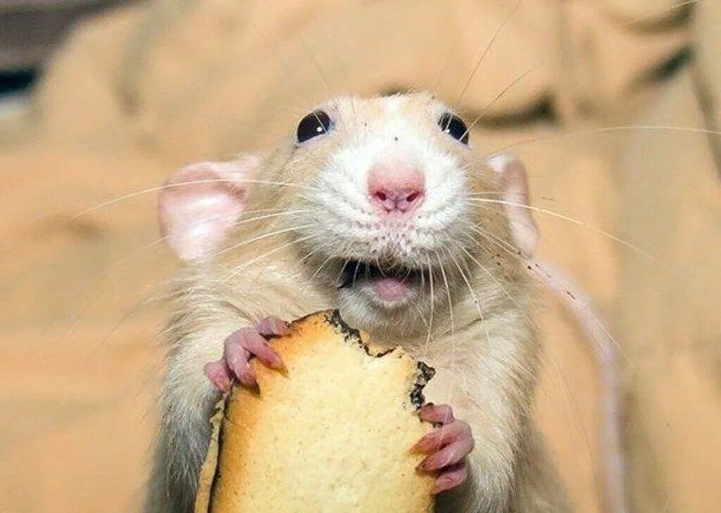 Австралийская мышь. Удивленная мышь. Удивленная мышь. Мышка выглядывает из норки. Удивленная мышь.