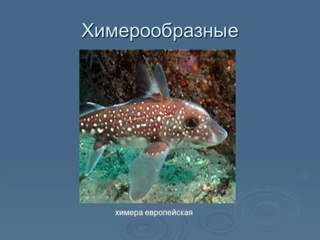 Химерообразные хрящевые рыбы. Химеры представители. Представители химер. Представители химер. Химеры презентация.