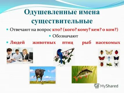 Упражнения существительное одушевленное