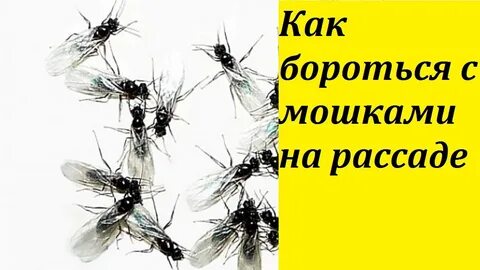 Мушки как бороться