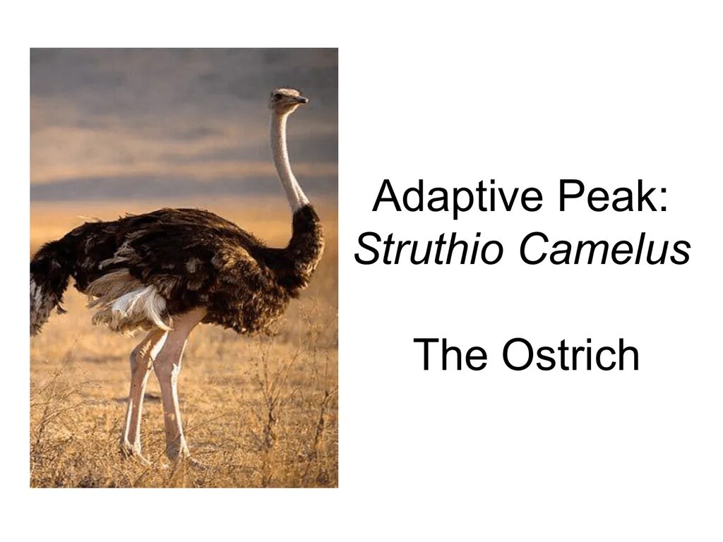 Страус на английском. Страус на английском. Буква г гусь. Страус по английскому. Эму австралия.