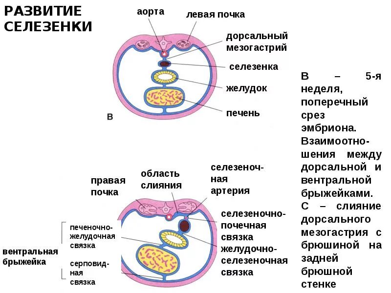 Формирование органов человека. Эмбриональное развитие селезенки. Развитие селезенки гистология. Онтогенез селезенки. Источник развития селезенки.