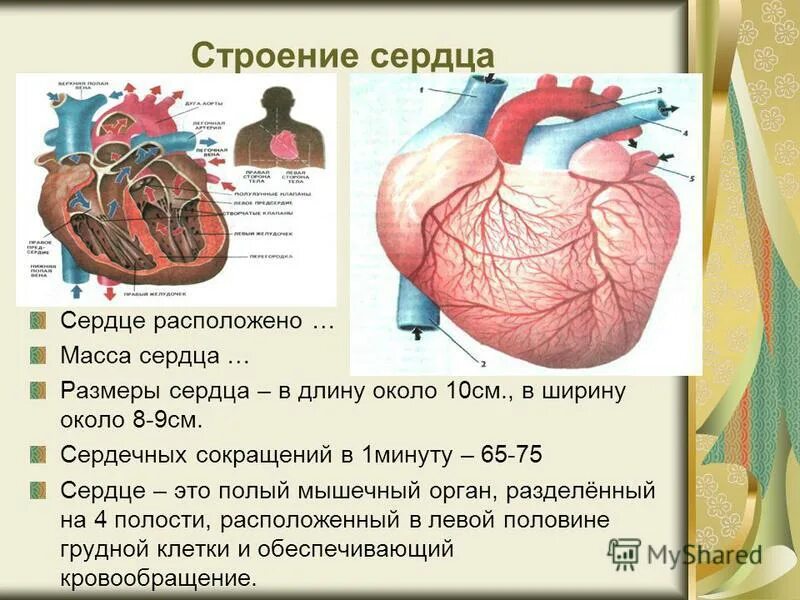 Дом где находится сердце. Строение сердца. Диаметр сердца человека.