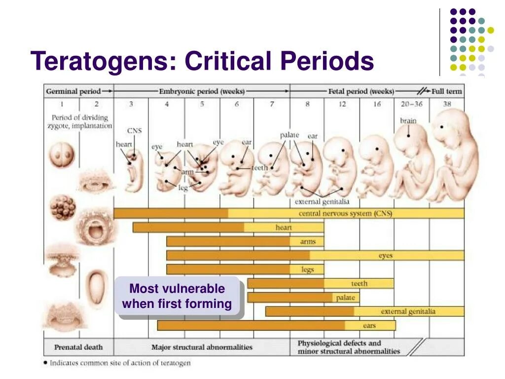 Critical period of Development. Critical periods of Embryo Development. Prenatal period.