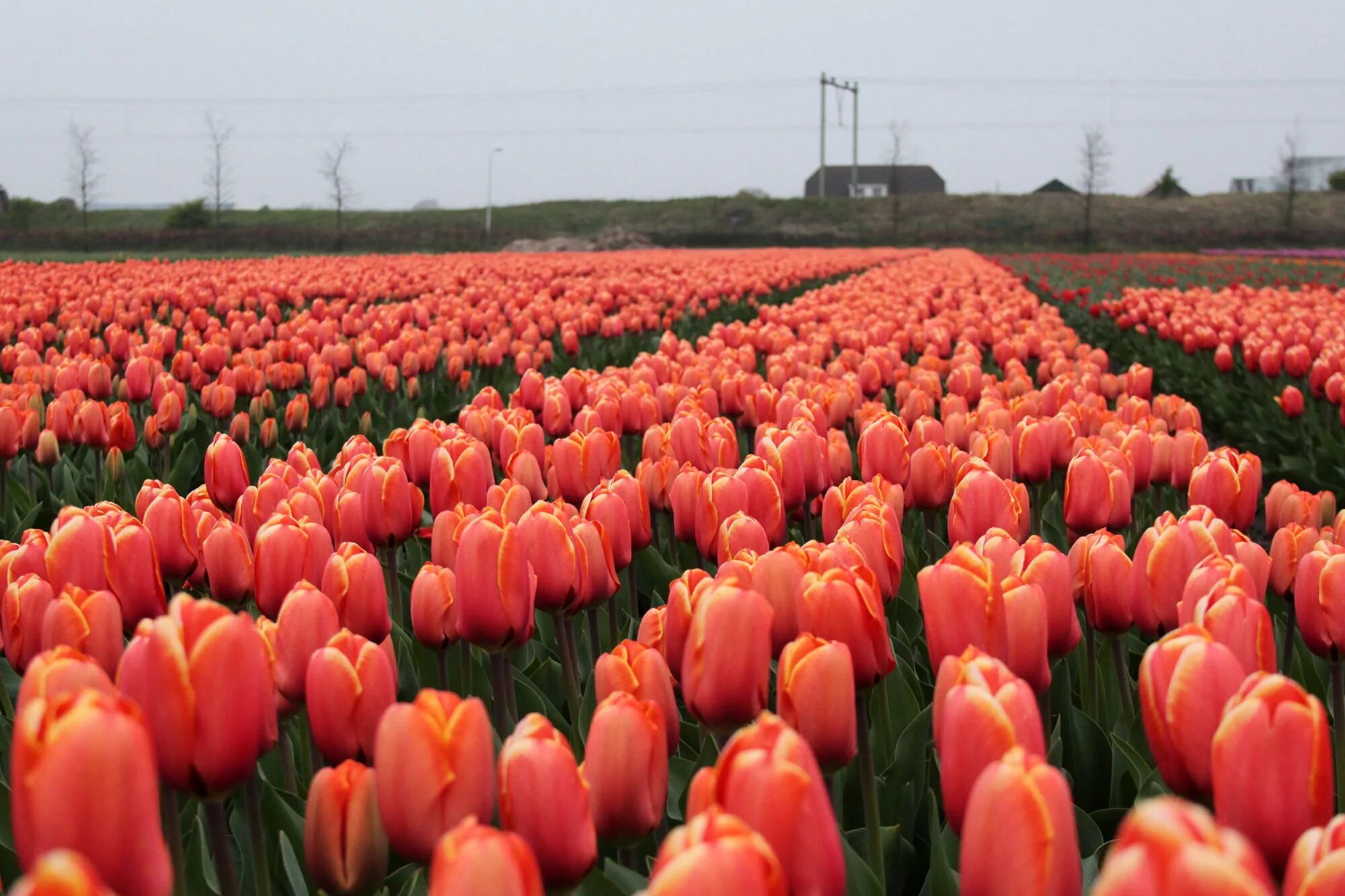 Где выращивают тюльпаны. Теплица тюльпан. Тюльпаны в саду. Тюльпановые плантации в голландии. Тепличный комбинат тюльпаны.