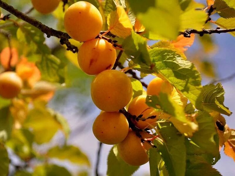 Ренклод советский отзывы слива описание. Слива Ренклод Куйбышевский. Слива Ренклод Тамбовский. Слива Ренклод Колхозный. Слива сорт Ренклод Тамбовский.