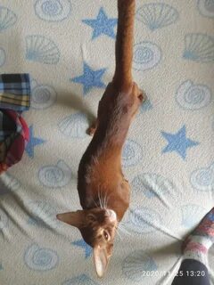 Почему кошка худая