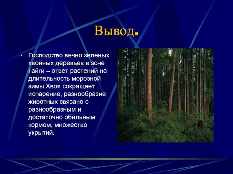 Какая характеристика в тайге. Тайга зона хвойных лесов. Вывод хвойных деревьев. Зона тайги растения. Природные условия тайги.