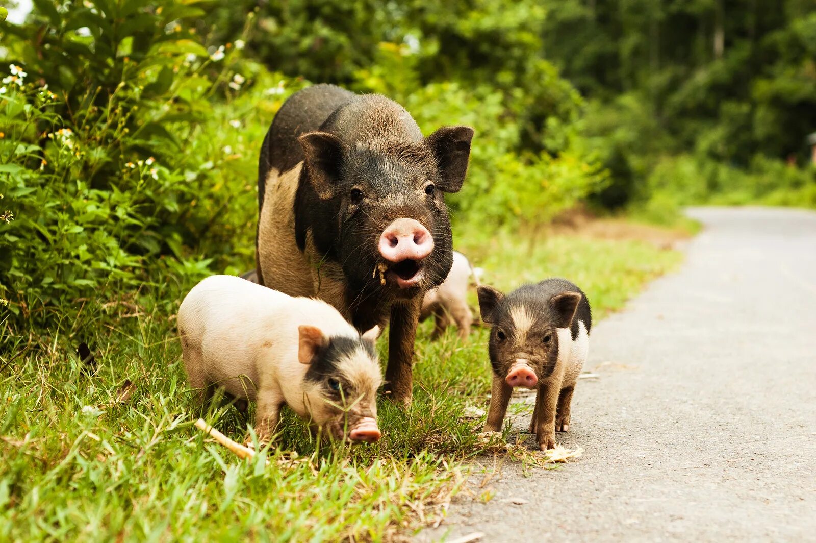 У беременной свиньи красные соски. Taking pigs. Поросячьи бега. Крутая свинья. Поросенок настоящий.