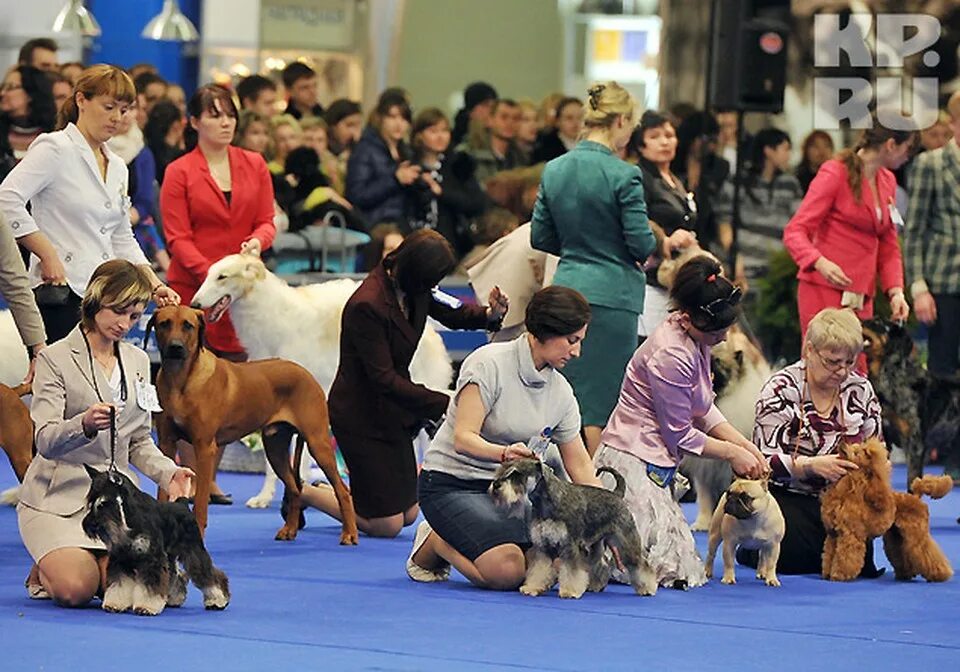 Already Tomorrow ! Exhibition of dogs of breeds of groups, rank SAS "SIBIRYAK" B