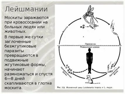 Лейшмании