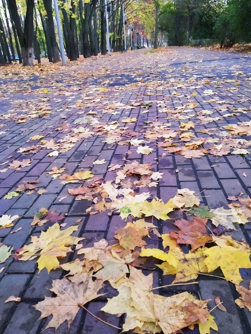 Листья кружатся. Осень желтые листья дождь. Листья над городом кружатся. Падающие желтые листья. Листья желтые кружатся оригинал