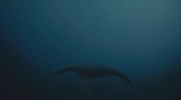Морские динозавры путешествие в доисторический мир. Морские динозавры 3d:. Коллекция морских динозавров.