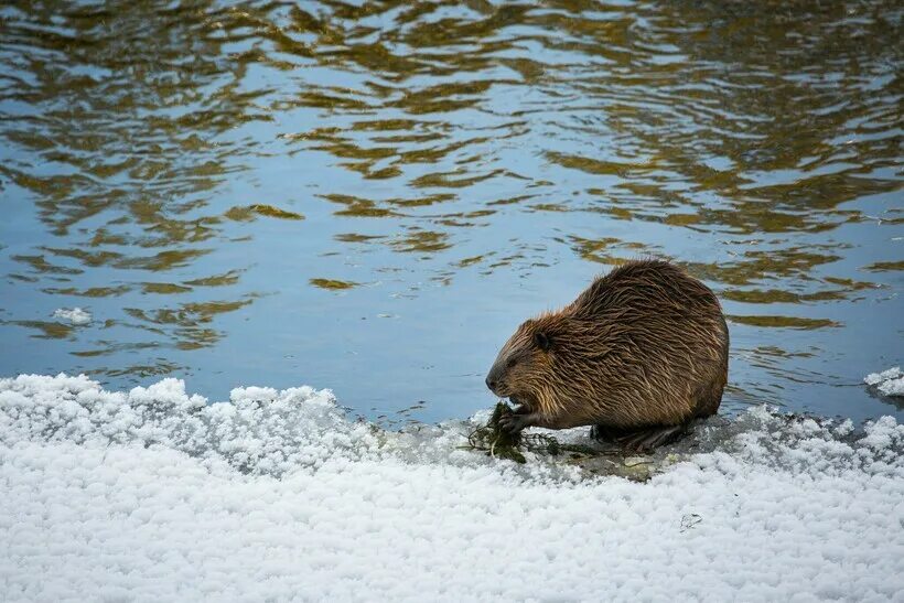 Бобры спят зимой. Речной бобр западносибирский подвид. Что делают бобры зимой. Речной бобр плотина. Что делают бобры зимой.