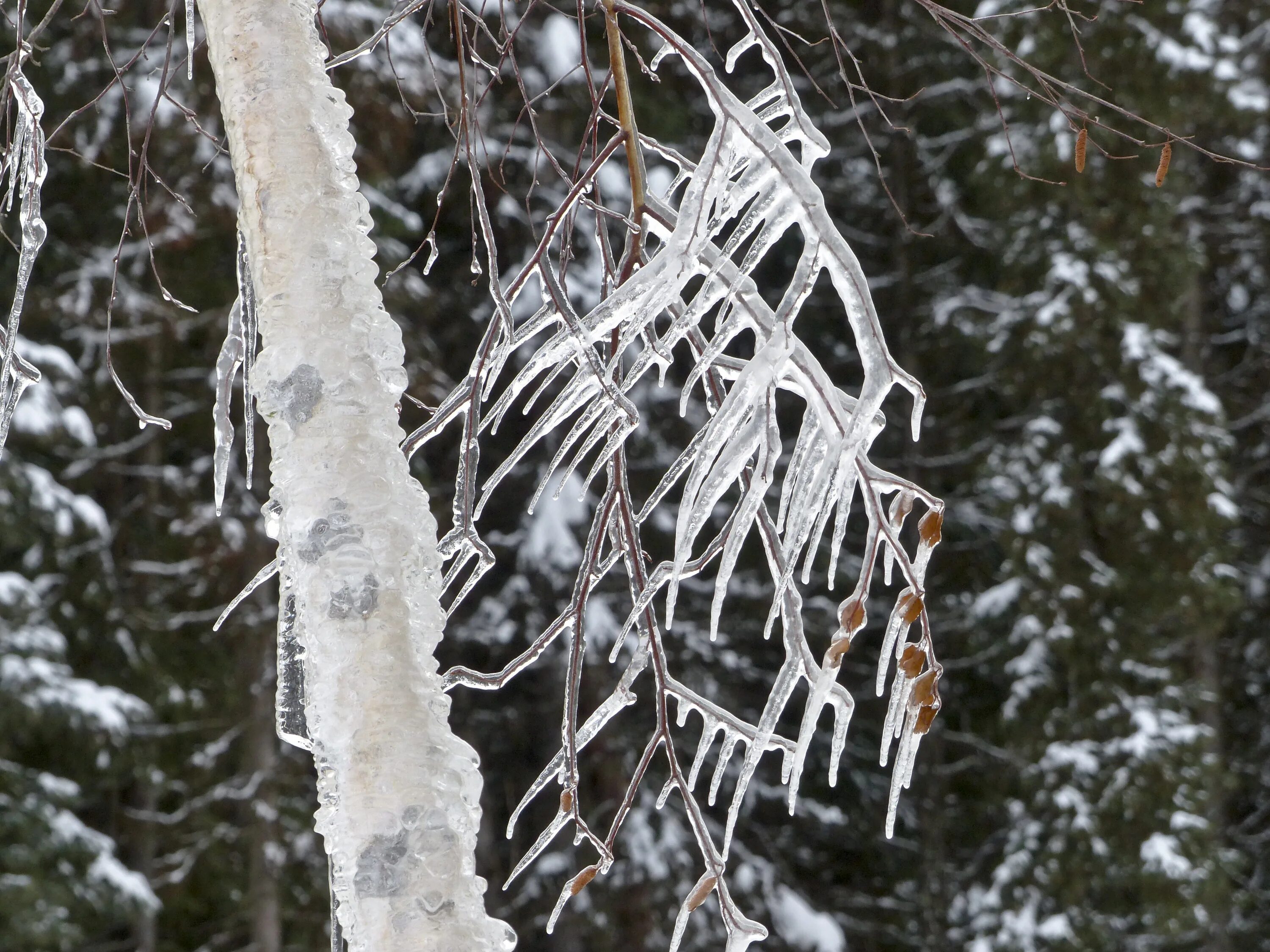 Сосульки на деревьях. Ледяное дерево. Сосульки на дер. Береза в сосульках. Почему зимой металл на ощупь холоднее дерева