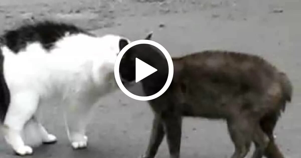 Крик кошки в брачный период. Вой кошки. Разговор кошки видео. Крик кота в брачный