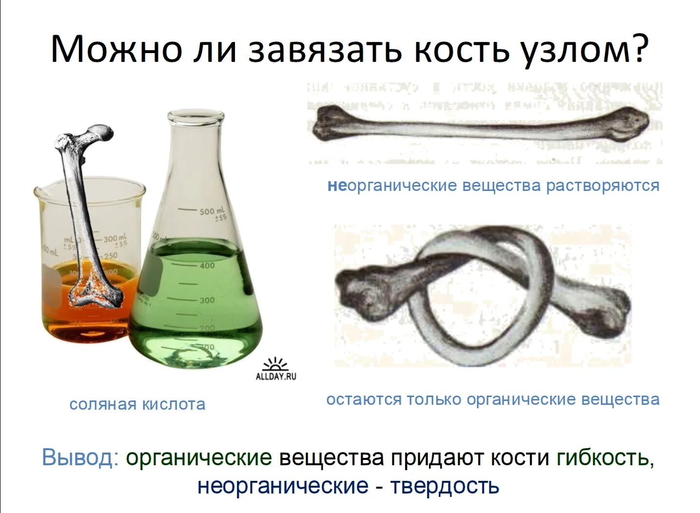 Опыт с костью и соляной кислоты. Органические и неорганические вещества кости. Кость поместили в 3 соляную кислоту