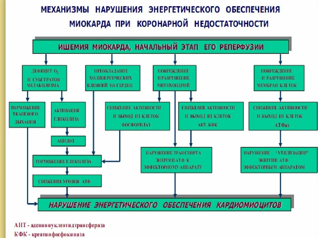 Коронарная недостаточность механизм развития. Патогенез коронарной недостаточности. Нервно-рефлекторный механизм развития коронарной недостаточности. Механизмы реперфузионного повреждения миокарда.