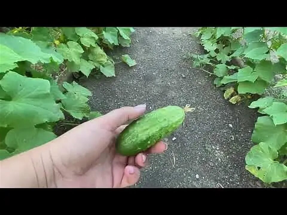 Семенной огурец. Пророщенный семена огурца. Для извлечения семян из огурцов. Семена огурца фото. Дозревший огурец.