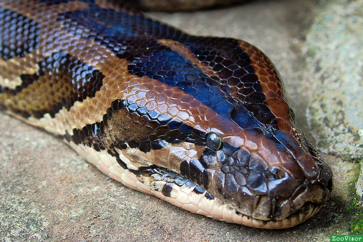 Фотографии python. Пятнистый питон. Питон змеи. Пятнистый питон змея. Новогвинейский питон.