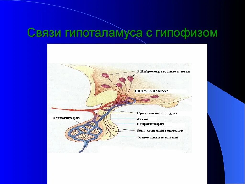 Гипофиза гипоталамо гипофизарная система. Нейрогипофиз связь с гипоталамусом. Гипоталамус аденогипофиз нейрогипофиз. Ядра гипоталамуса анатомия.